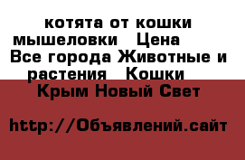 котята от кошки мышеловки › Цена ­ 10 - Все города Животные и растения » Кошки   . Крым,Новый Свет